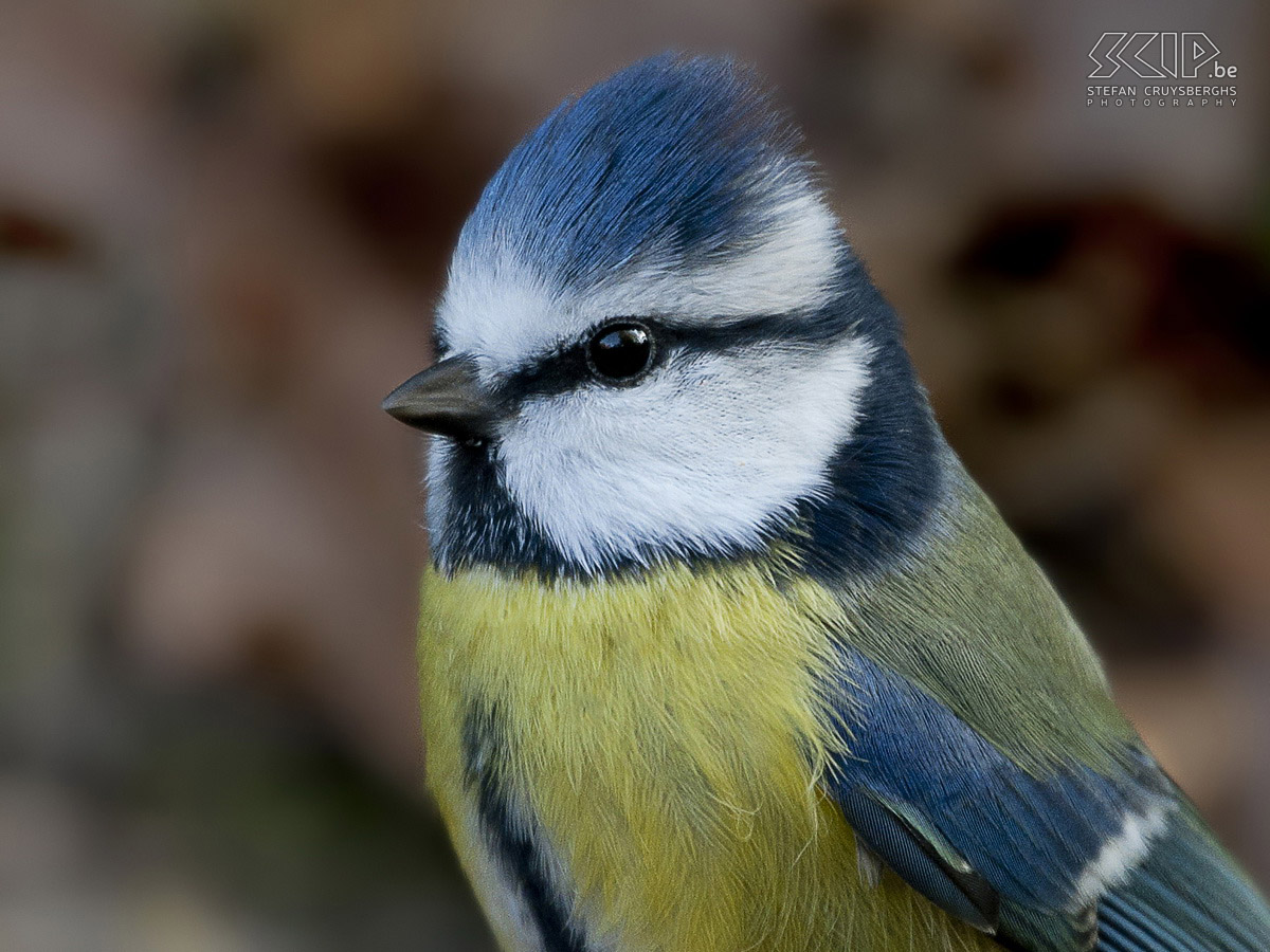 Birds in the Belgian Ardennes - Blue tit Blue tit (Cyanistes caeruleus) Stefan Cruysberghs